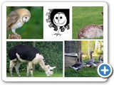 Prs de 800 animaux sont accueillis chaque anne.